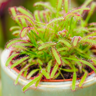 Sadenica Drosera capensis v 0,5 litrovej nádobe
